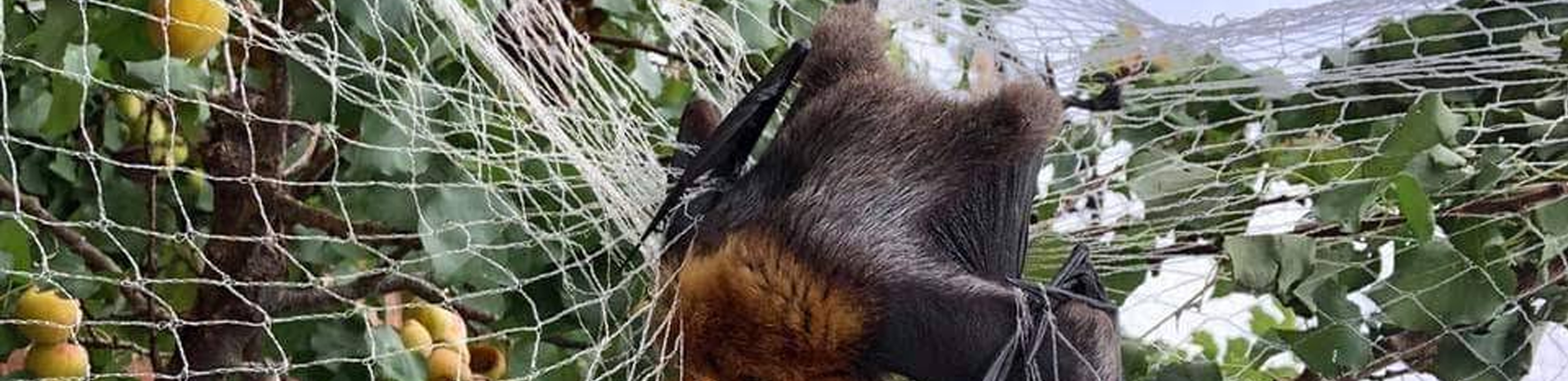 wildlife tangled in fruit tree netting